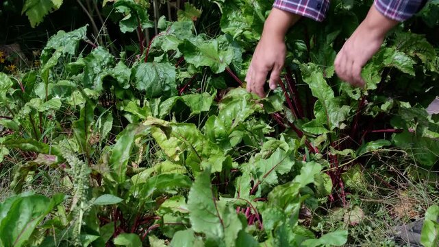 Farmer hands gathering fresh organic beetroot with tops from ground in garden bed, beetroot harvest video