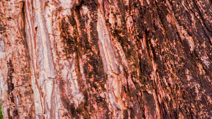 Detailed macro shot of weathered tree bark texture, natural brown and red wood background with...