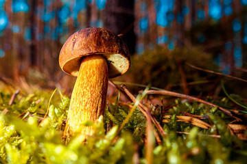 Steinpilz. © michaelstephan
