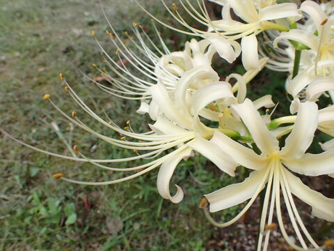 White spider lilies with long stamens against a soft green background