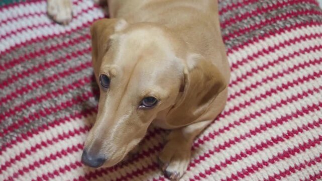 カメラを見つめる愛犬を撮影