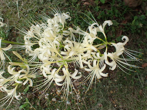 Cluster of white spider lilies with long stamens among green foliage