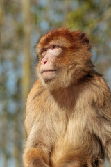 Obraz premium A beautiful close-up photo of a Barbary macaque in its natural habitat. 