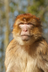 A beautiful close-up photo of a Barbary macaque in its natural habitat.  © dennis