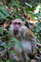 Macaque monkey sitting among green foliage in forest © wannasak