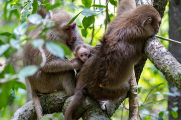 Family of monkeys sitting on tree branch with small baby monkey © wannasak
