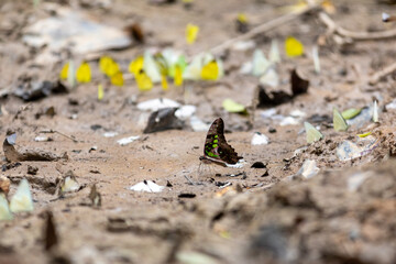 Spotted butterfly resting on wet muddy ground surrounded by other butterflies © wannasak