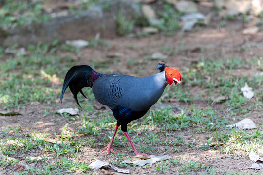 Male Siamese fireback bird walking on dry ground in national park