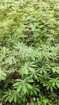 Lush green cassava plantation growing in the farmland
