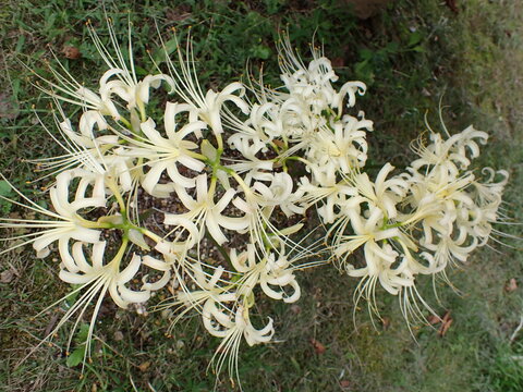 White spider lilies blooming among green ground vegetation