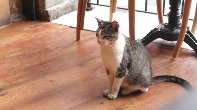 Domestic tabby cat sits patiently on wooden floor in cafe interior near tables.