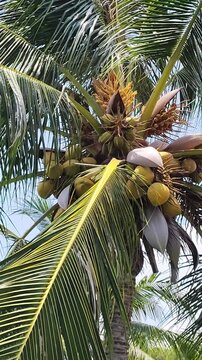 Coconut tree with coconuts and palm leaves against blue sky