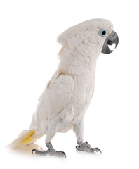 White cockatoo in studio © cynoclub