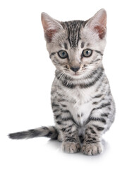 bengal kitten in studio © cynoclub