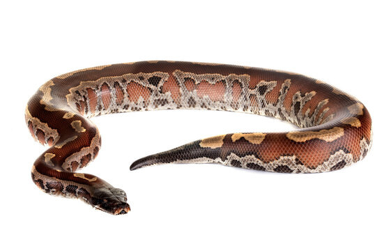 Python brongersmai in studio
