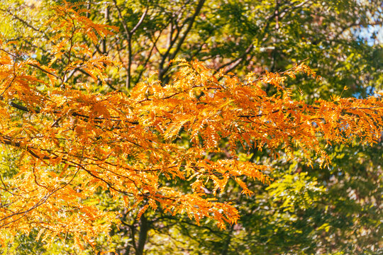 Orange yellow compound leaves of honey locust, Gleditsia triacanthos, spread across a sunlit branch against green woodland.