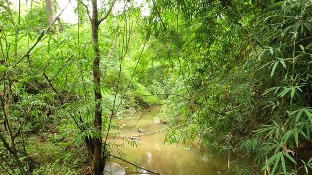 Tranquil muddy stream flows through a lush green bamboo forest in a Thai jungle.