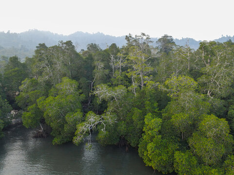 Aerial view of a dense mangrove forest with lush green trees and intricate root systems along the water, set against a backdrop of misty hills in Indonesia.