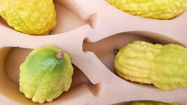 Fresh etrog citrus fruits in boxes for the Jewish holiday of Sukkot, traditional ritual fruit for the Four Species ceremony. Close-up of etrog in packaging, symbol of Jewish harvest festival.