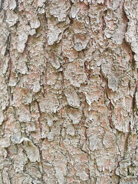 Full frame close up shot of textured pine tree bark showing natural rough surface, flaky layers, and deep grooves.