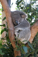 Sleeping koala resting on a eucalyptus tree in Australia © Sergey_K