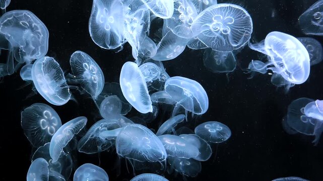 Detailed aquatic wildlife scene with glowing jellyfish drifting in the darkness.