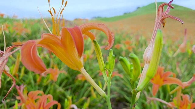 Close-up of blooming daylilies in Hualien, Taiwan.