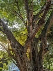 Obraz premium Large Ancient Banyan Tree with Sunlight Filtering Through Dense Green Canopy