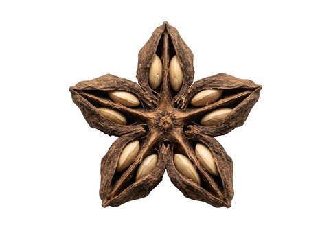 Sacha inchi seed pod star shape isolated on transparent background