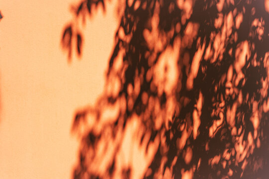 Soft leafy shadows form an organic abstract pattern across a sunlit terracotta wall in a quiet garden setting.
