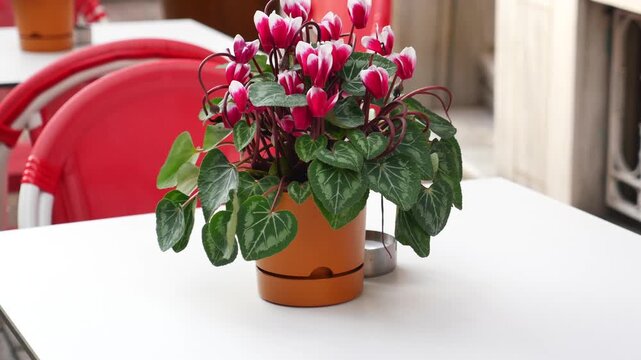 Potted pink and white cyclamen flowers on white table with red chairs.