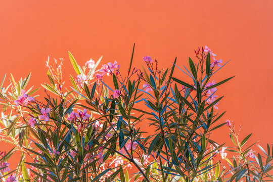 Flowering oleander, Nerium oleander, spreads narrow green leaves and delicate pink blossoms across a bright orange garden wall.