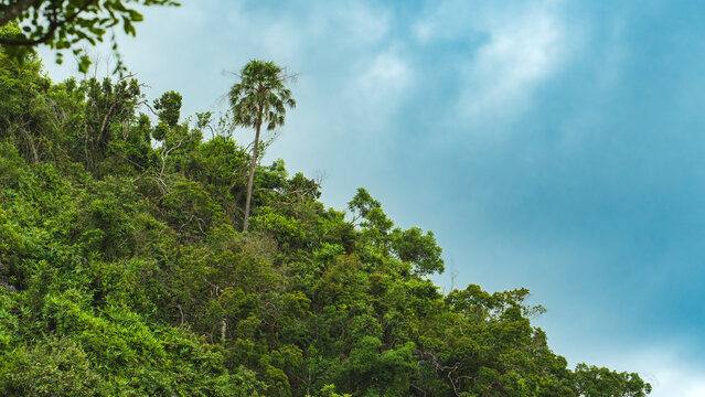 Lush Tropical Forest and Palm Tree Under Dramatic Sky in Tam Coc, Vietnam