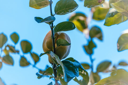 A mature golden quince, Cydonia oblonga, hangs beside green leaves on an upright branch against a clear blue autumn sky.