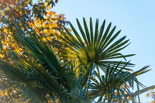 Fan shaped leaves of Chinese windmill palm, Trachycarpus fortunei, spread before colorful deciduous foliage and a clear blue sky.