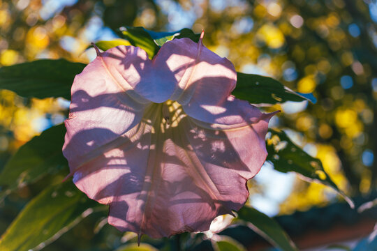 The underside of a large pink angel trumpet, Brugmansia, glows in autumn sunlight while surrounding leaves cast graphic shadows across its petals.