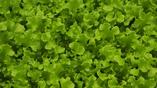 Fresh curly lettuce photographed in a close-up view. Pan the camera to the right.