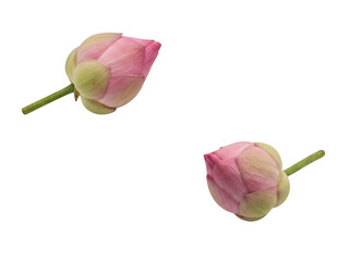 Fototapeta premium Two pink lotus flower buds isolated on transparent background