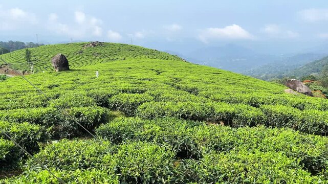 Lush Green Tea Garden Hills Under Blue Sky and Clouds in Munnar, Kerala. Lush Green Tea Bushes Cultivated on Rolling Hill Slopes of Munnar Estate.