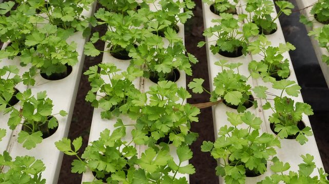 Fresh parsley plants growing in a hydroponic farming system