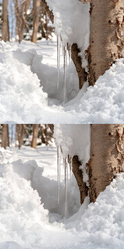 Icicles dripping from a snowy tree trunk in a winter forest. The scene evokes the beauty and harshness of the cold season