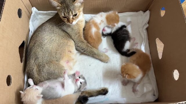 In a cardboard box, resting peacefully on a white cloth, is the mother cat with her tiny kittens.
