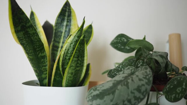 A static shot of a lush green snake plant and a silver pothos plant in white pot.