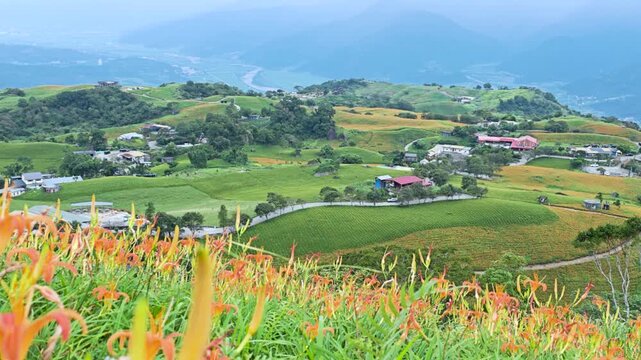 Blooming daylilies in Liushishi Mountain, Taiwan.