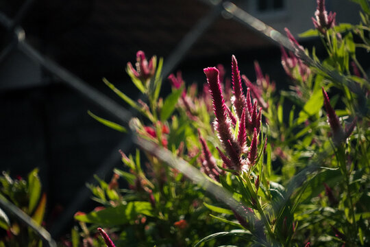 close-up shot of elegant pink cockscomb flowers blooming behind a metallic chain-link fence, highlighting the contrast between nature and industrial barriers under sunlight.