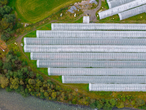 Aerial view of strawberry greenhouse with long white plastic tunnels arranged in rows on a green field near a river in the Norwegian countryside, Fjord, More og Romsdal, Norway.