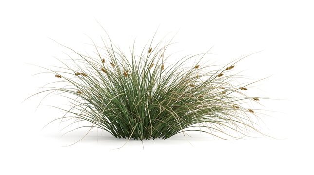 Green ornamental grass tuft with seeds for garden and architectural rendering.