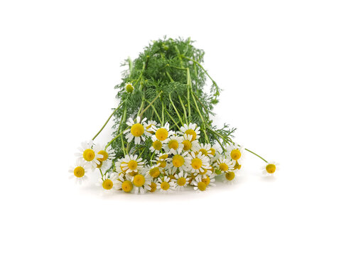German chamomile (Matricaria chamomilla) medicinal herb isolated on white