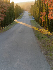 Obraz premium beautiful view of the countryside around siena in tuscany