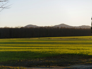 Obraz premium beautiful view of the countryside around siena in tuscany